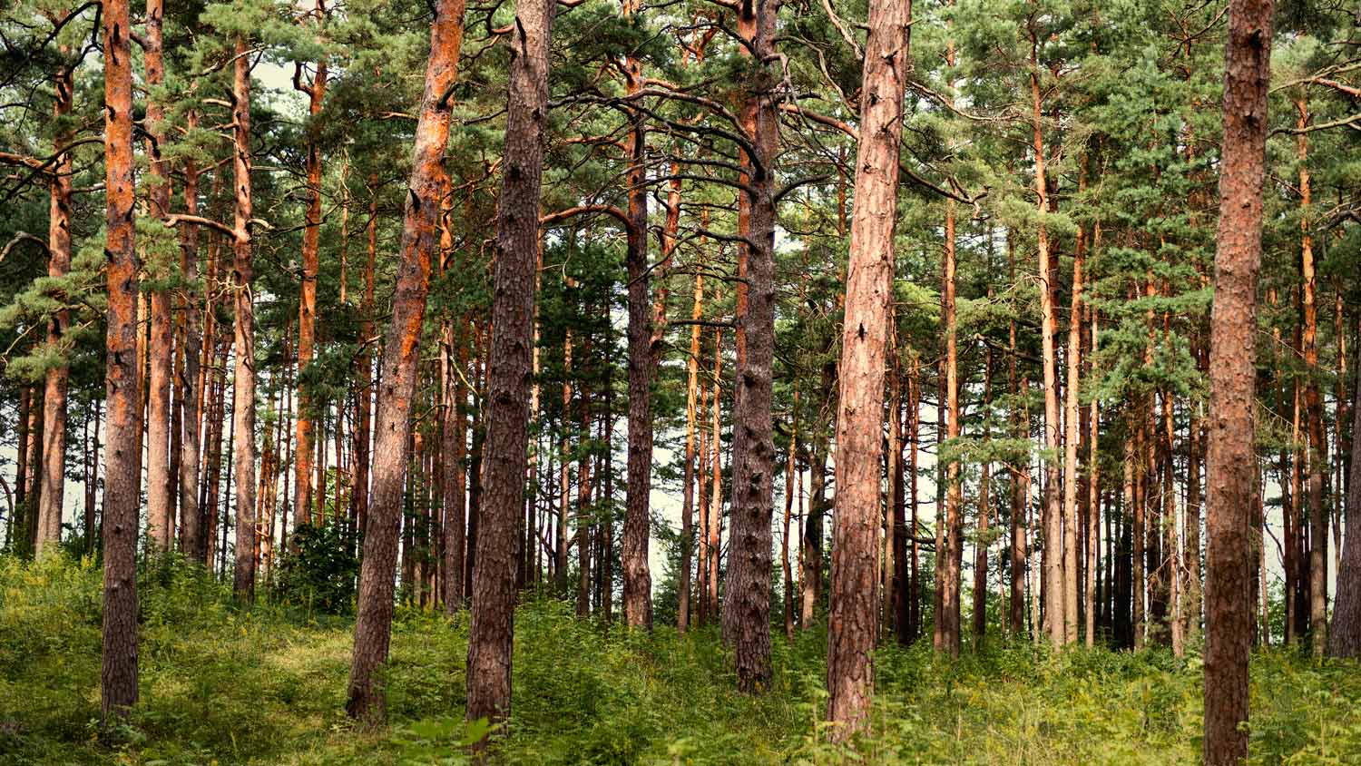 Drewno Sosnowe Meble